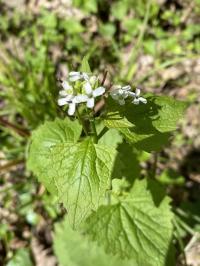 Alliaria petiolata image